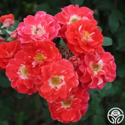 Spirit Abundance™ -Precisiom Store spirit abundance logo 02