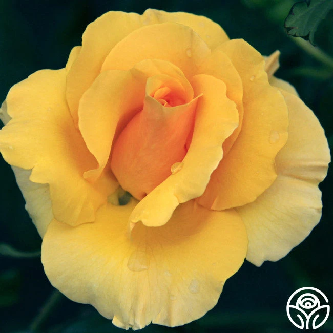 St. Christopher™ 1 St. Christopher™