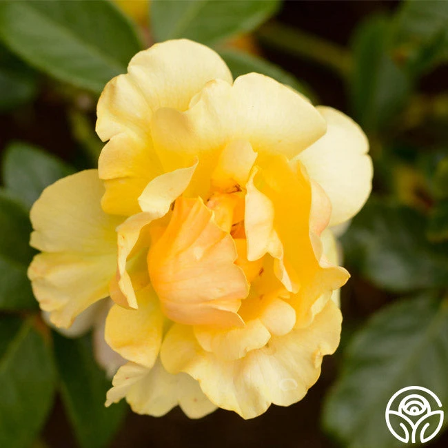 St. Christopher™ 3 St. Christopher™ - Image 3