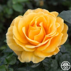 St. Tropez -Precisiom Store st tropez