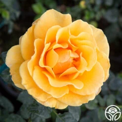 St. Tropez -Precisiom Store st. tropez 2