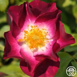 New Release -Precisiom Store stormy weather logo 01