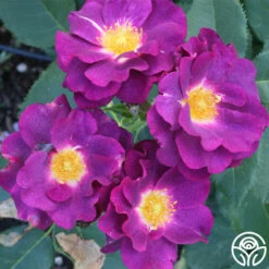 Stormy Weather™ -Precisiom Store stormy weather logo 02