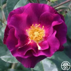 Stormy Weather™ -Precisiom Store stormy weather logo 03