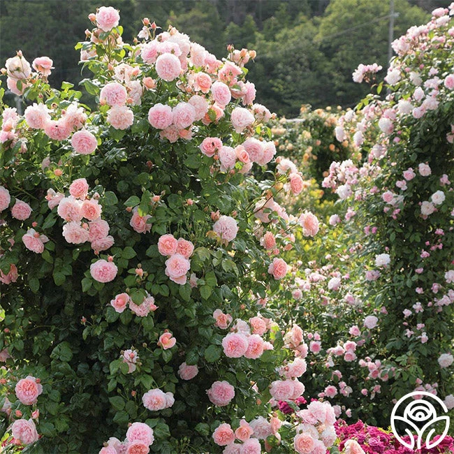 Strawberry Hill ® 5 Strawberry Hill ® - Image 5