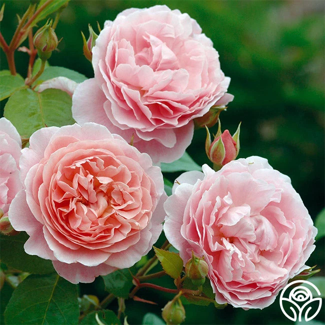 Strawberry Hill ® 2 Strawberry Hill ® - Image 2