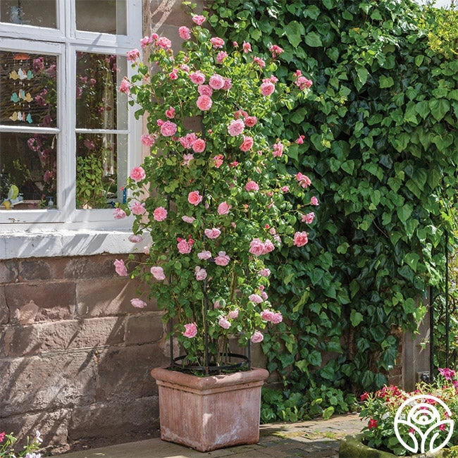 Strawberry Hill ® 6 Strawberry Hill ® - Image 6