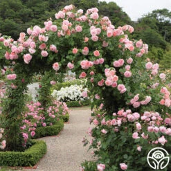 Strawberry Hill ® 9 Strawberry Hill ® -Precisiom Store strawberry hill 8 1