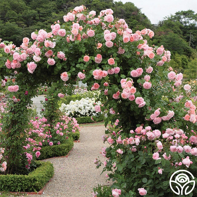 Strawberry Hill ® 3 Strawberry Hill ® - Image 3