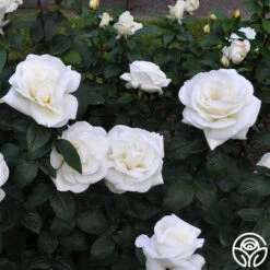 Sugar Moon 11 Sugar Moon -Precisiom Store sugar moon 11