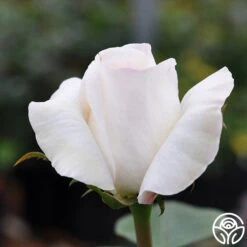 Sugar Moon 13 Sugar Moon -Precisiom Store sugar moon 1 7