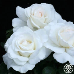 Sugar Moon 9 Sugar Moon -Precisiom Store sugar moon 3 8