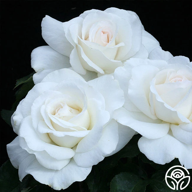 Sugar Moon 3 Sugar Moon - Image 3