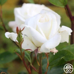 Sugar Moon 10 Sugar Moon -Precisiom Store sugar moon 5 1