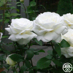 Sugar Moon 12 Sugar Moon -Precisiom Store sugar moon 8