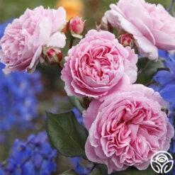 Parfuma® Summer Romance -Precisiom Store summer romance 1 2