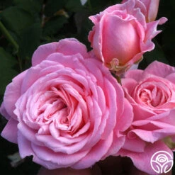 New Release -Precisiom Store summer romance 2 2