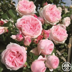 Parfuma® Summer Romance -Precisiom Store summer romance 3 2