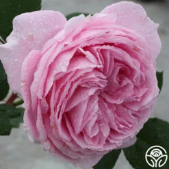 Parfuma® Summer Romance -Precisiom Store summer romance 5 1