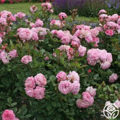 Parfuma® Summer Romance -Precisiom Store summer romance 6