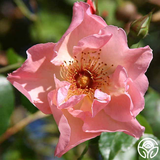 Summer Wine 2 Summer Wine - Image 2