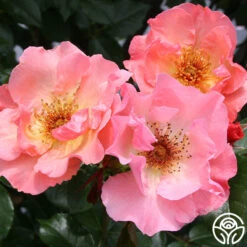 Summer Wine 7 Summer Wine -Precisiom Store summerwine logo 02