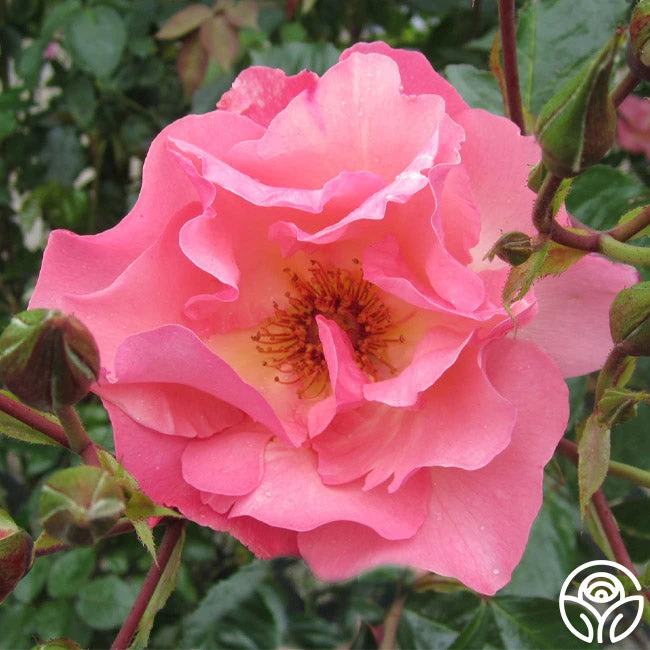 Summer Wine 1 Summer Wine