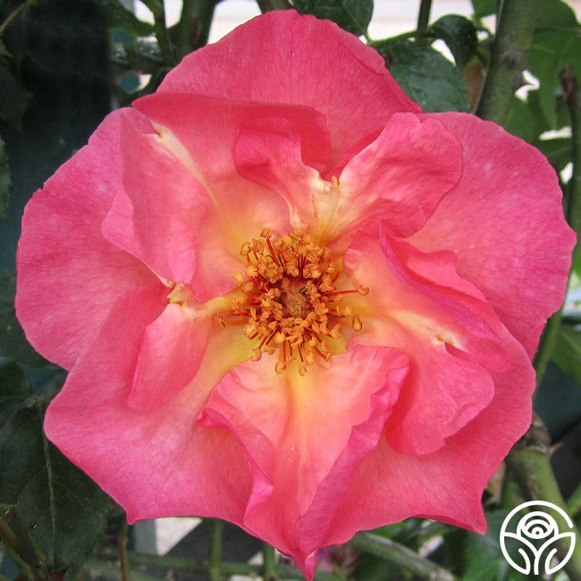 Summer Wine 4 Summer Wine - Image 4