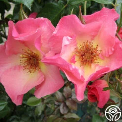 Summer Wine 9 Summer Wine -Precisiom Store summerwine logo 05