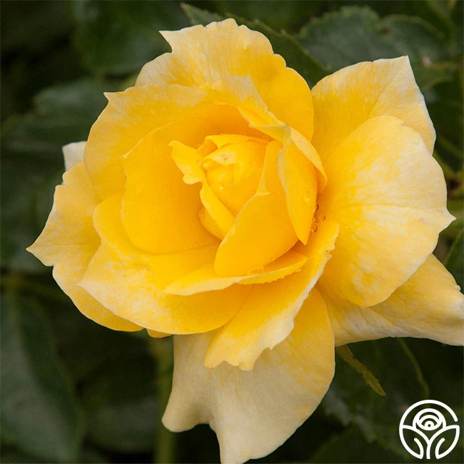 Sun Flare 2 Sun Flare - Image 2