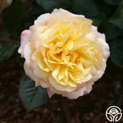 Sunny Abundance -Precisiom Store sunny abundance logo 05