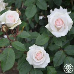 Swan Lake -Precisiom Store swan lake 11