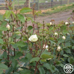 Swan Lake -Precisiom Store swan lake 12