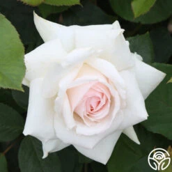 Swan Lake -Precisiom Store swan lake 14