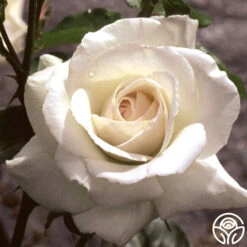 Swan Lake -Precisiom Store swan lake logo 04