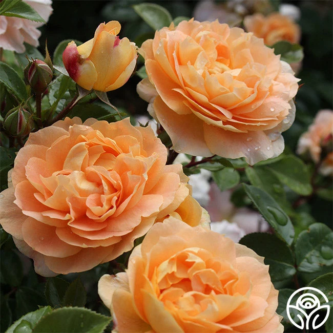 Tatin 3 Tatin - Image 3