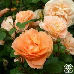 Tatin 14 Tatin -Precisiom Store tatin 15