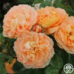 Tatin 11 Tatin -Precisiom Store tatin 21