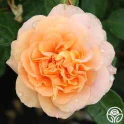 Tatin 12 Tatin -Precisiom Store tatin 88