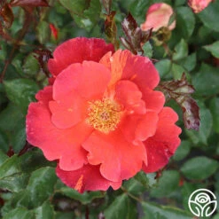 Tawny Tiger 18 Tawny Tiger -Precisiom Store tawny tiger 2 1