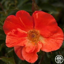 Tawny Tiger 19 Tawny Tiger -Precisiom Store tawny tiger 6 4