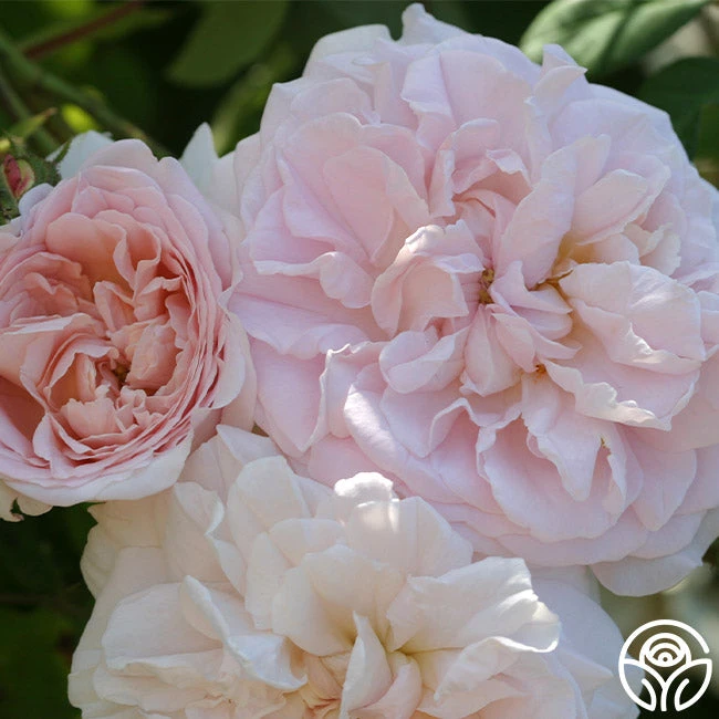 Tender Blush 2 Tender Blush - Image 2