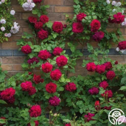 New Release -Precisiom Store tess of the durbervilles 2