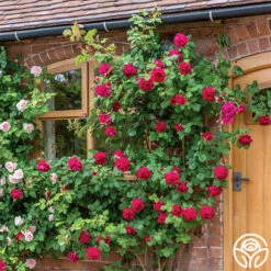 Tess Of The D'Urbervilles® -Precisiom Store tess of the durbervilles 3