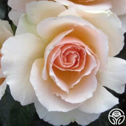 The English Lady™ 11 The English Lady™ -Precisiom Store the english lady 2 1