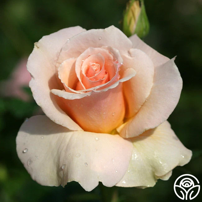 The English Lady™ 2 The English Lady™ - Image 2