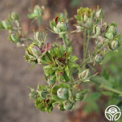 The Green Rose -Precisiom Store the green rose 3 5