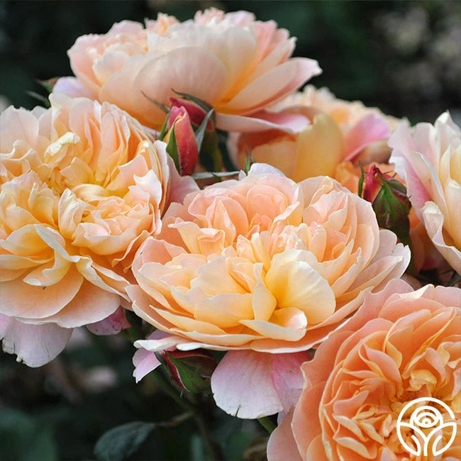 The Impressionist™ 2 The Impressionist™ - Image 2