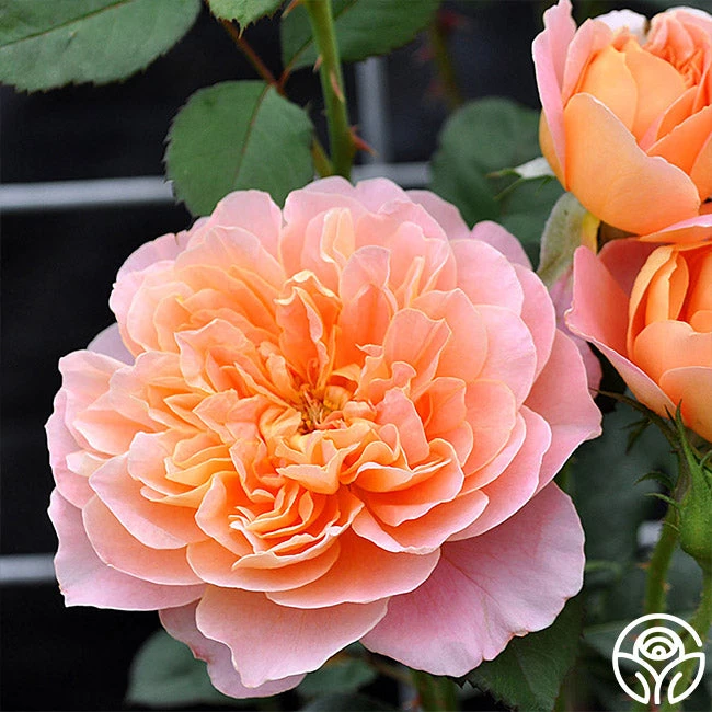 The Impressionist™ 11 The Impressionist™ - Image 11