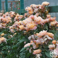 The Impressionist™ 21 The Impressionist™ -Precisiom Store the impressionist 5 1